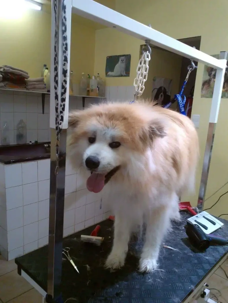 AKITA INU SABLE A POILS LONGS