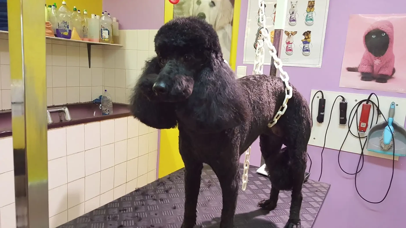 Tête caniche avec moustaches