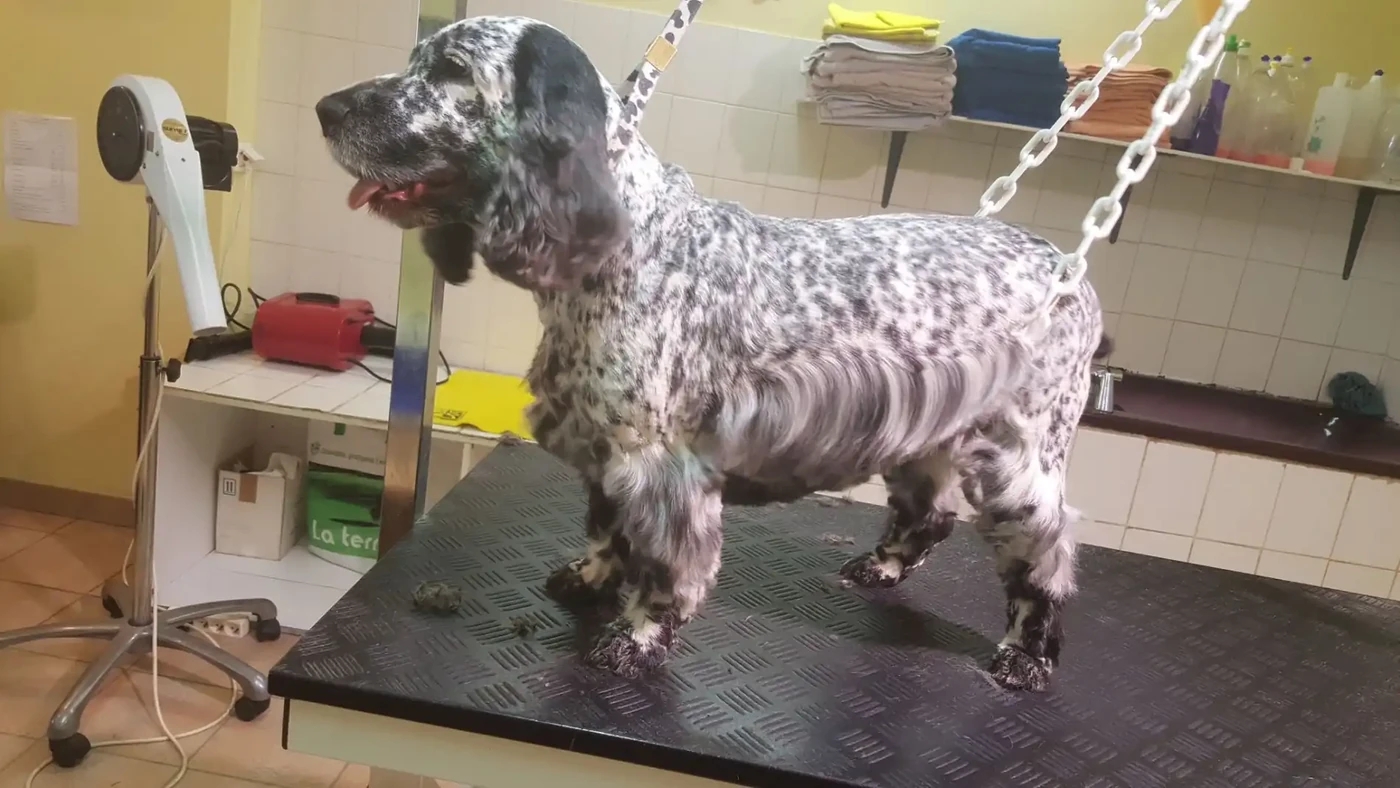 Cocker Anglais merle