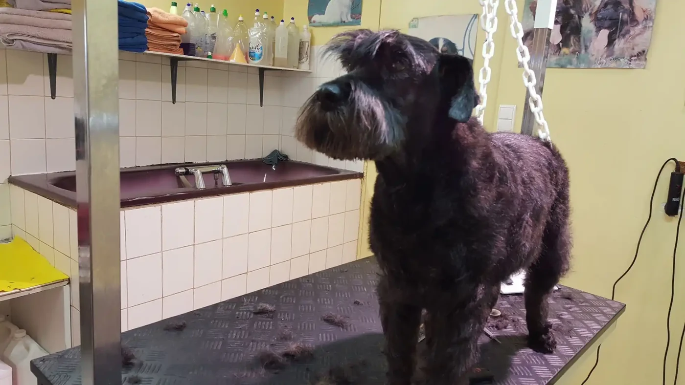 Schnauzer moyen épilation