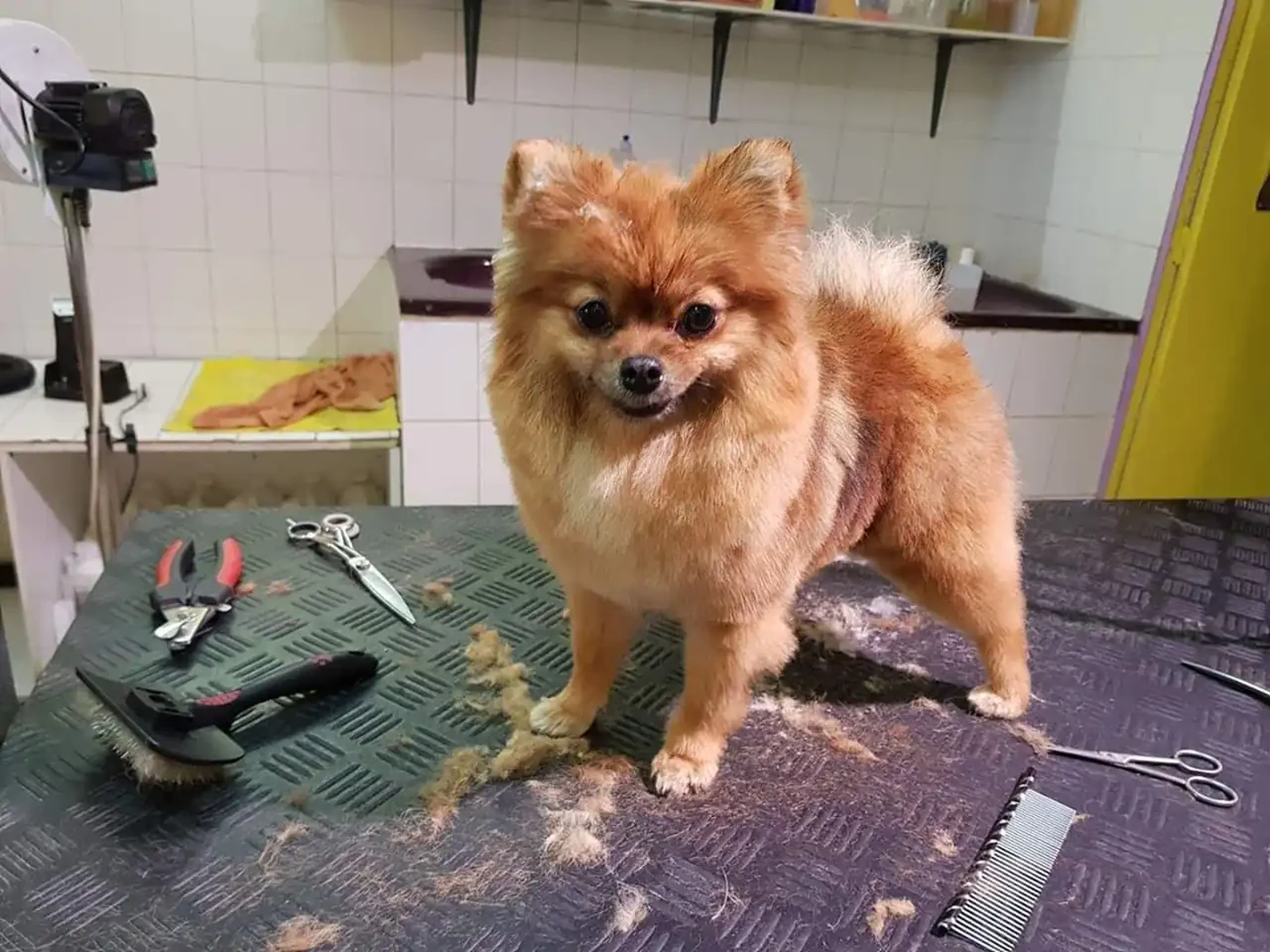 Coupe boule aux ciseaux