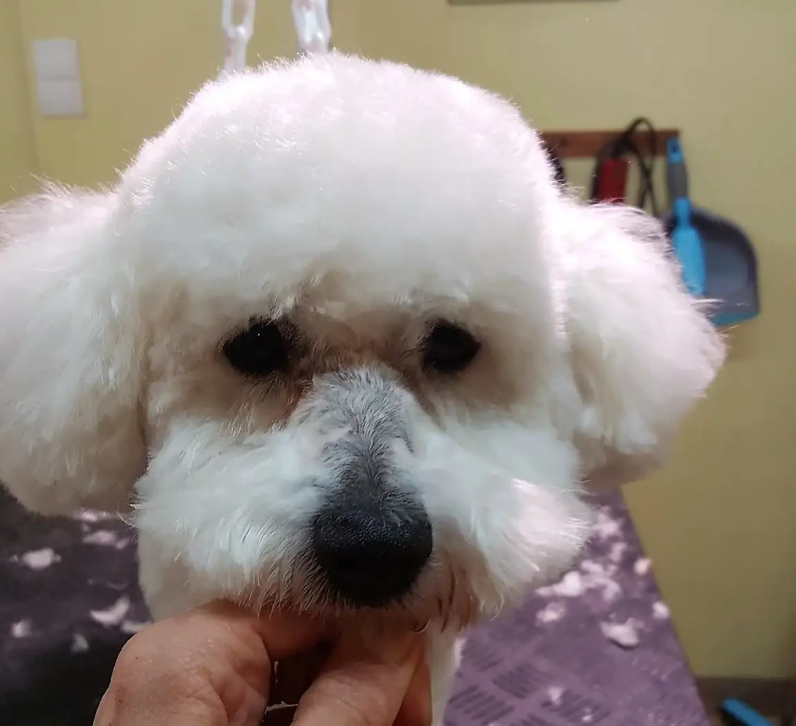  Tête Bichon Frisé