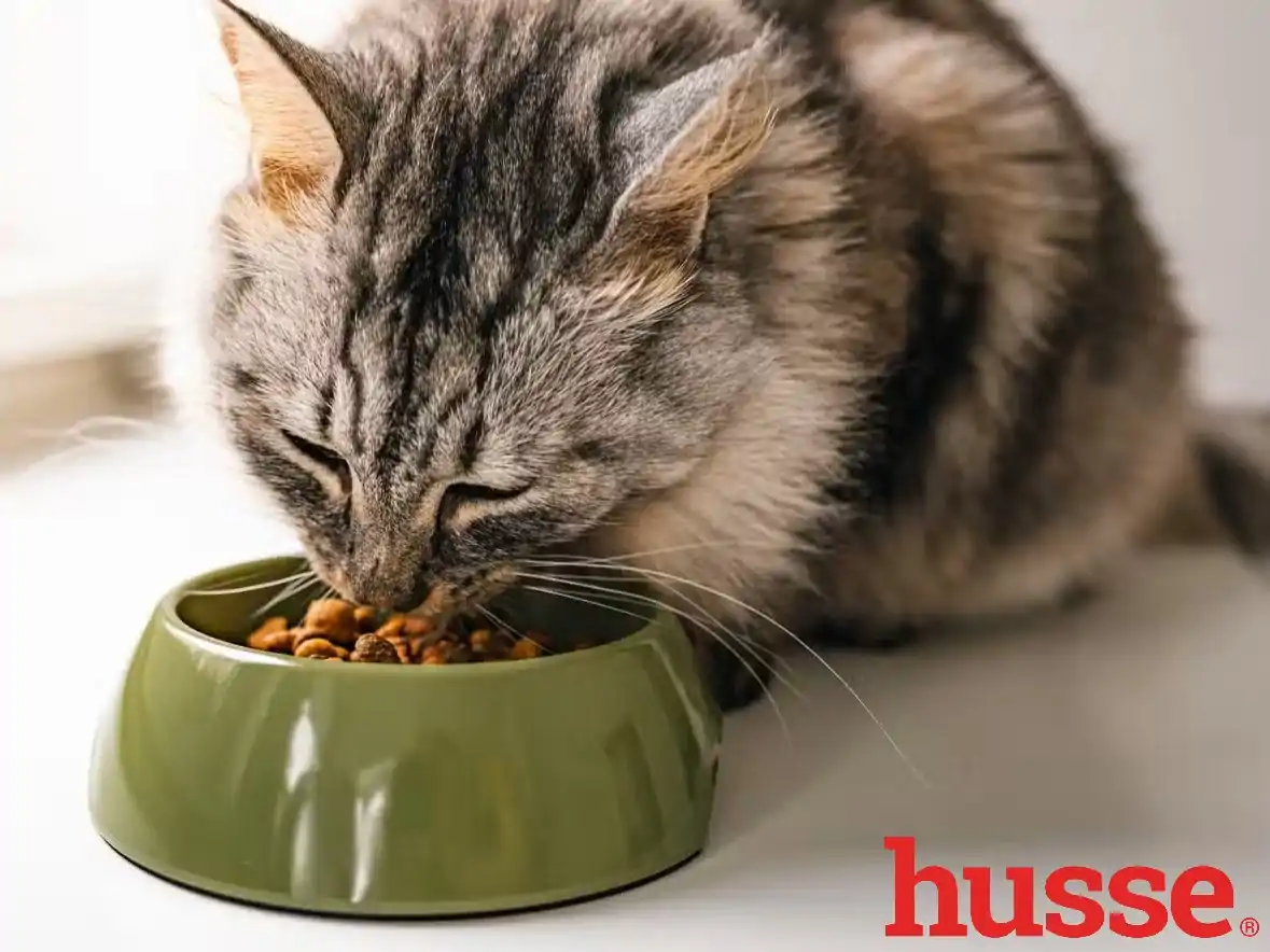 croquettes-chat-husse